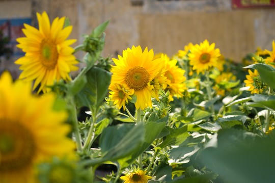 Đi bến Bình Đông rinh Tết về nhà